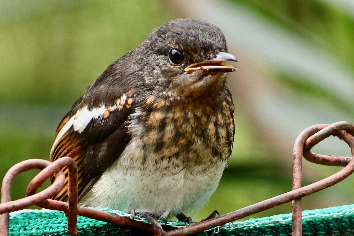 Oriental Magpie-Robin - ML638589386