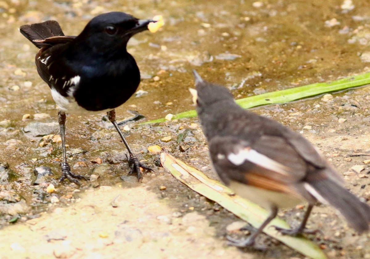 Oriental Magpie-Robin - ML638589387