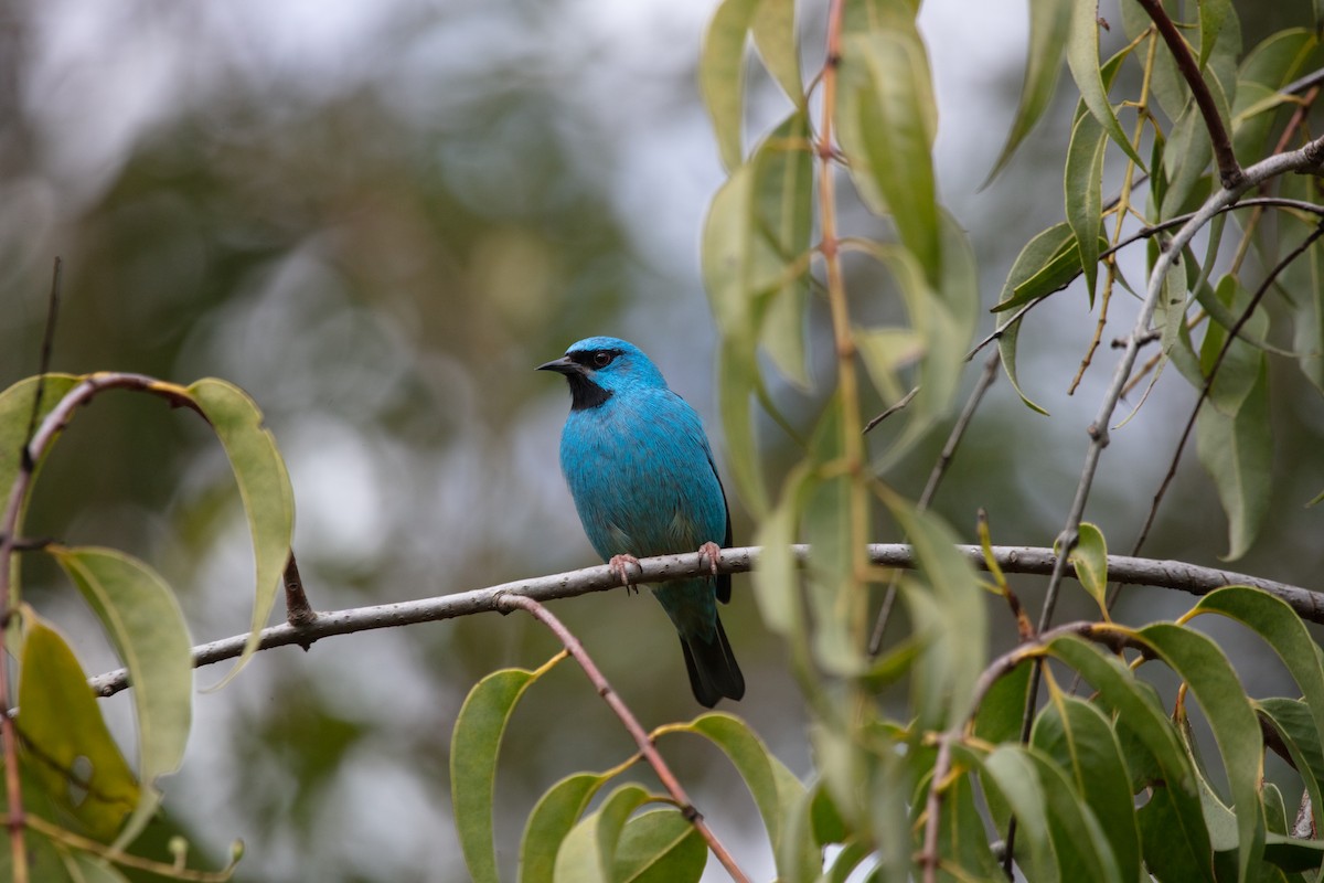 Blue Dacnis - ML638589389