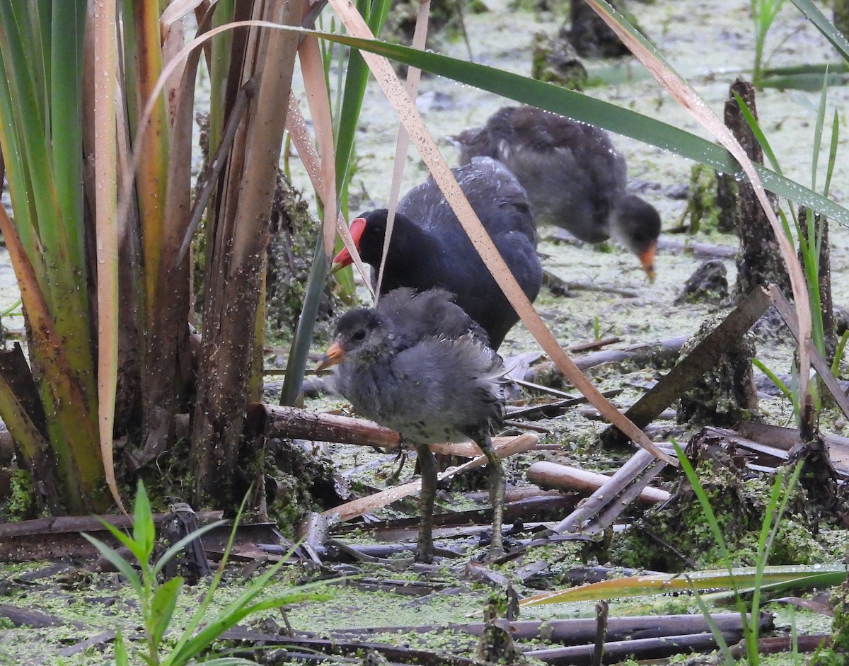Common Gallinule - ML638589390