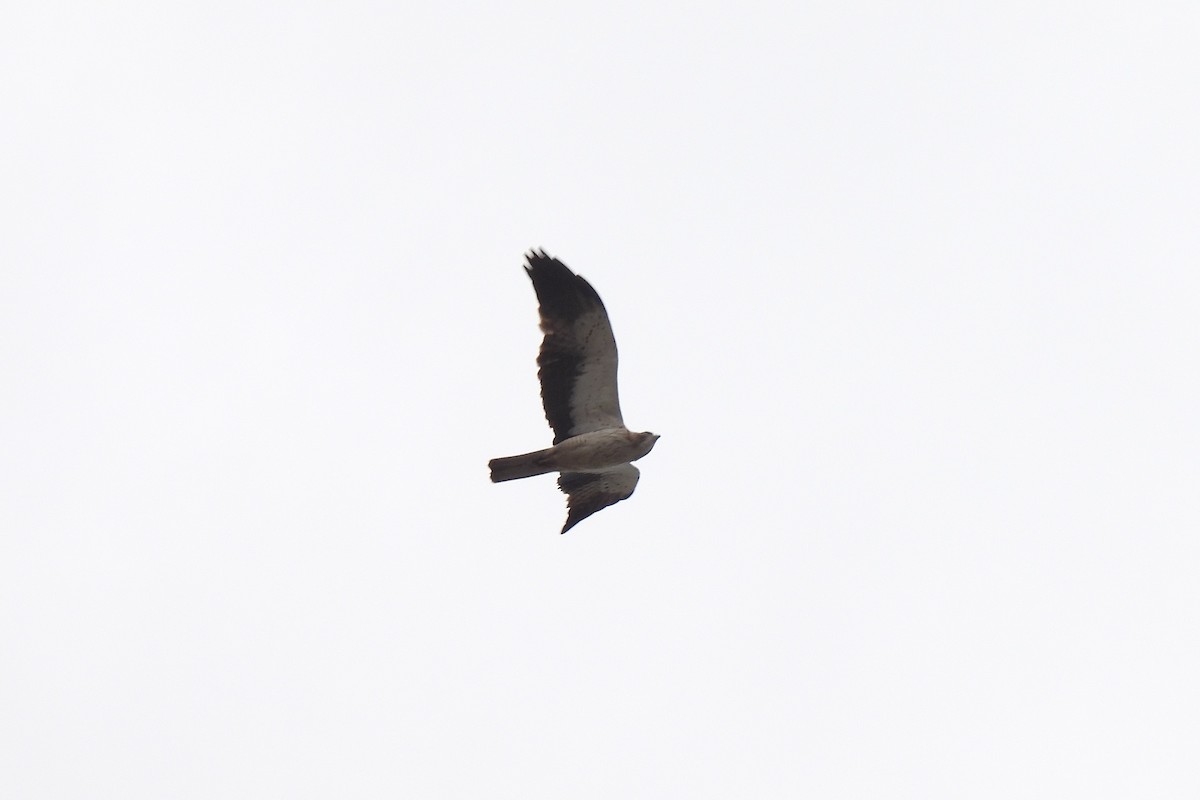 Booted Eagle - ML638589392