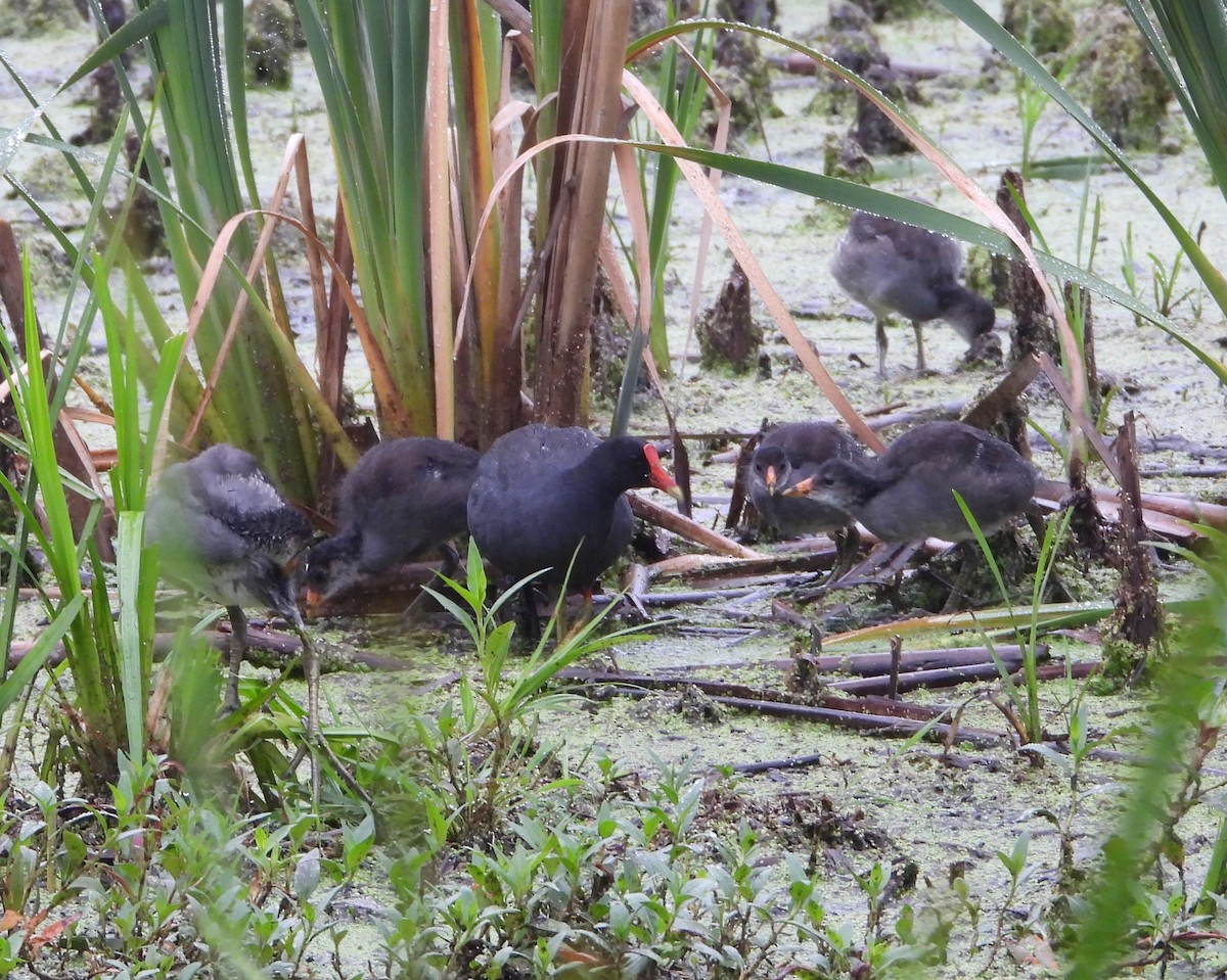 Common Gallinule - ML638589393