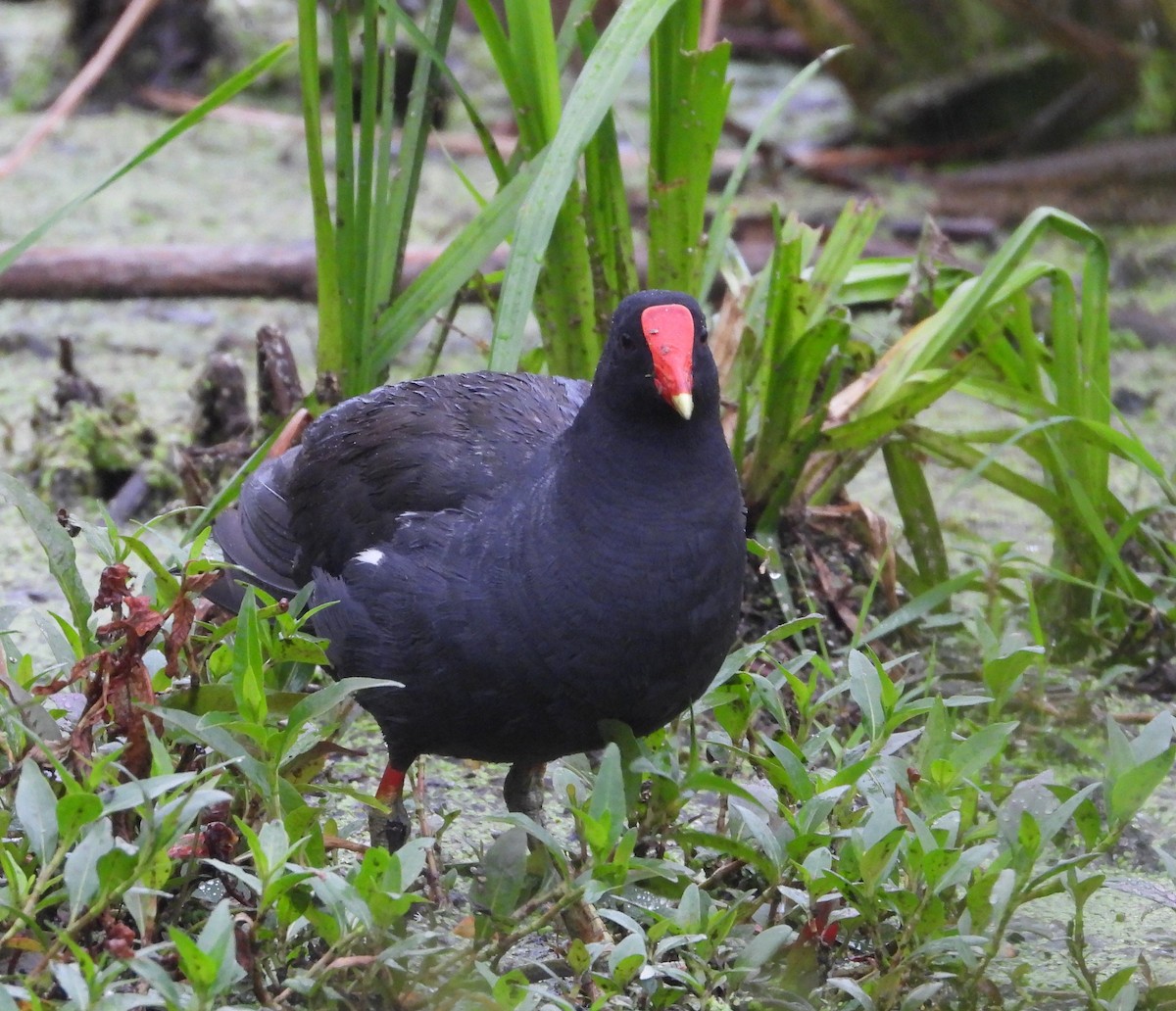 Common Gallinule - ML638589394