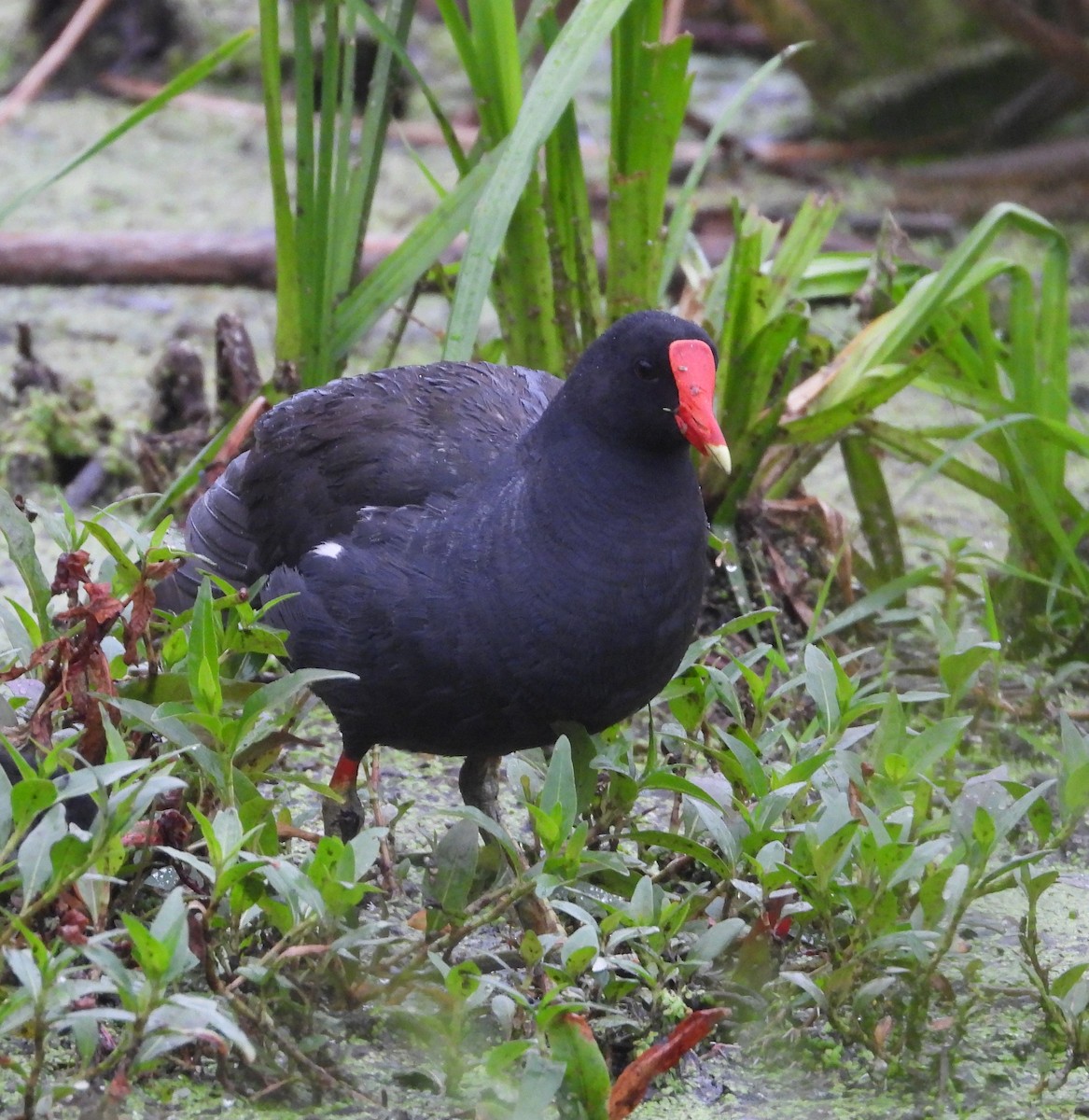 Common Gallinule - ML638589395