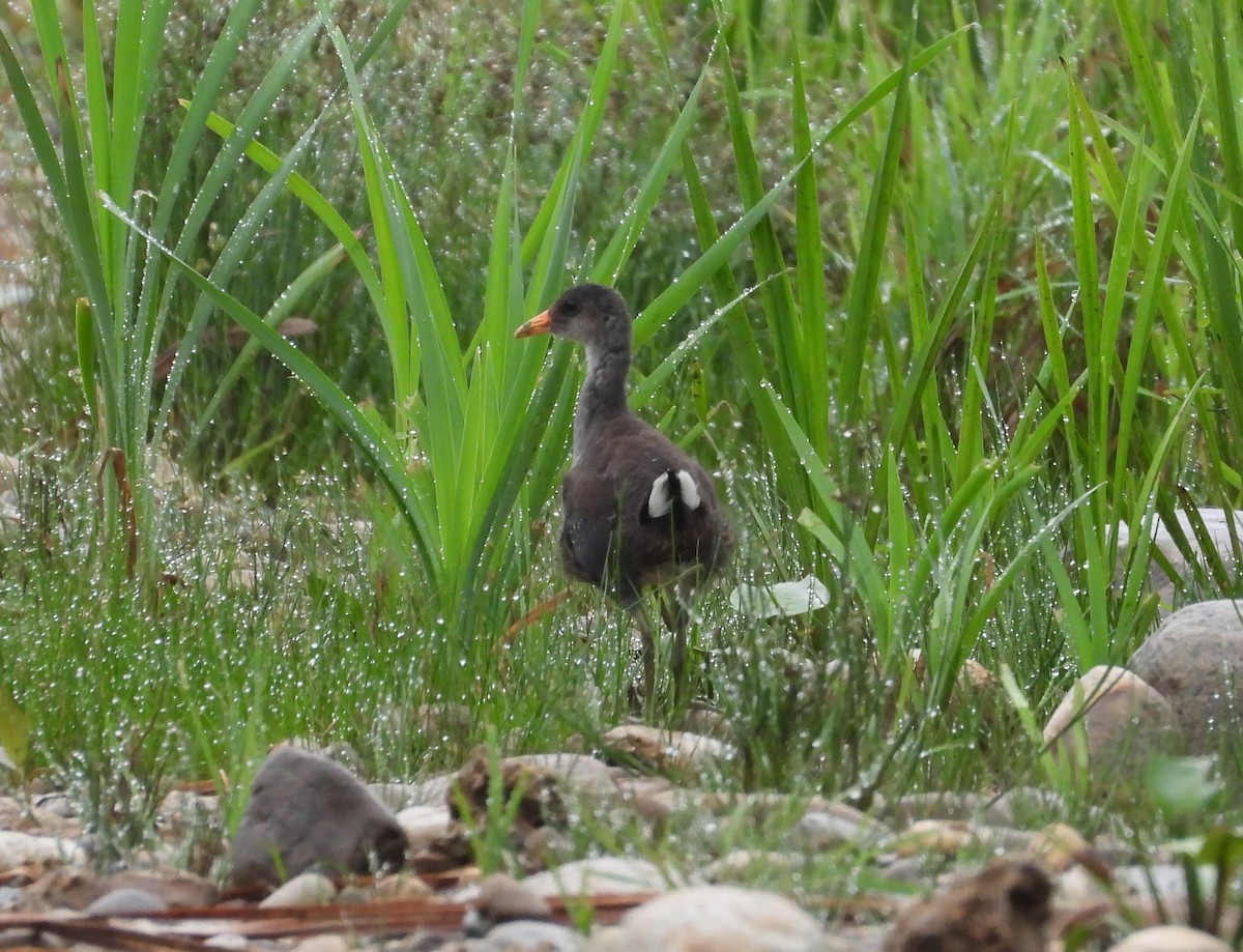 Common Gallinule - ML638589397