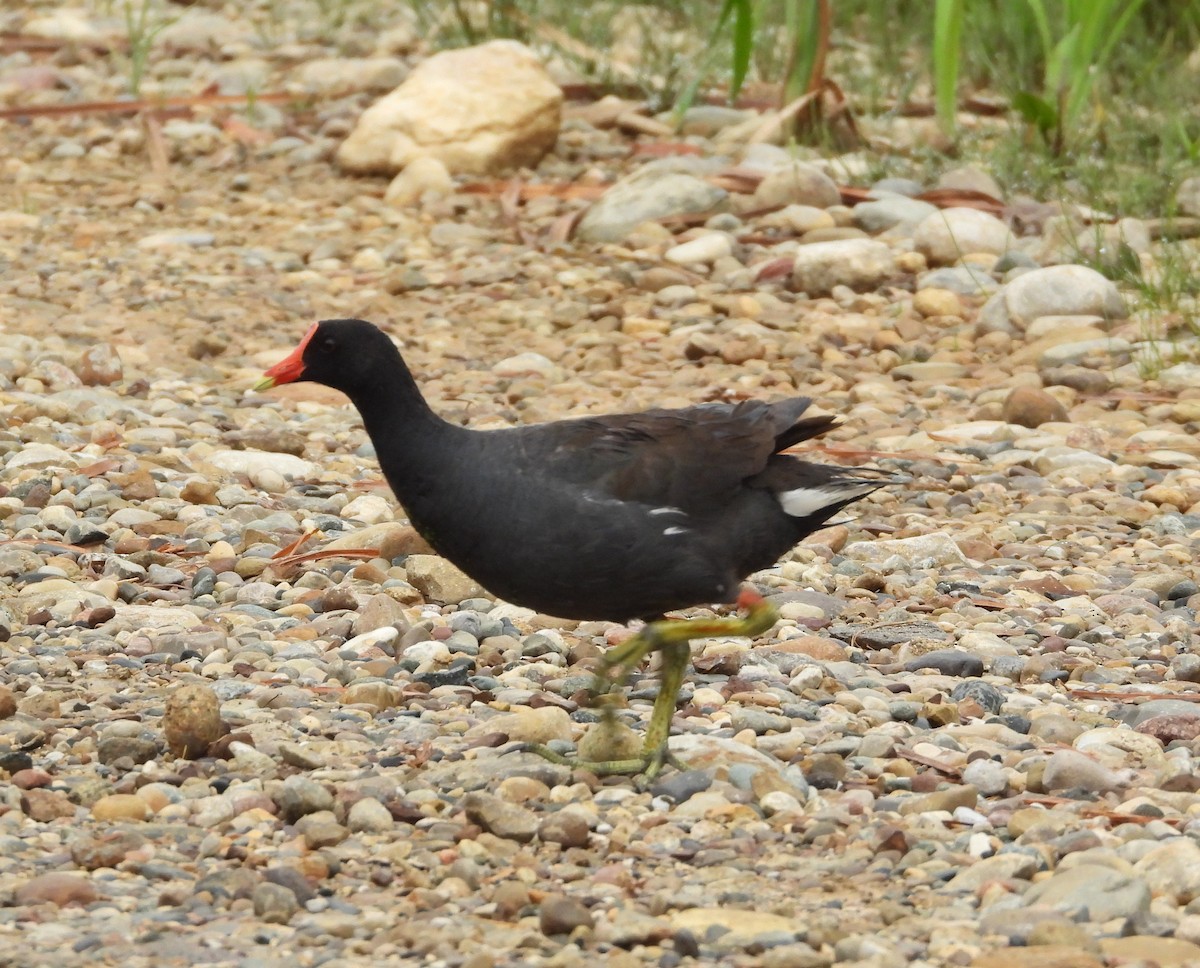 Common Gallinule - ML638589398