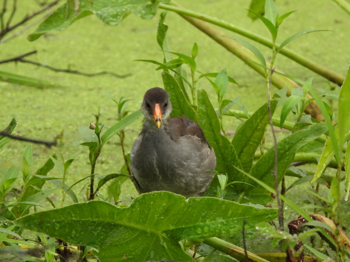 Common Gallinule - ML638589404