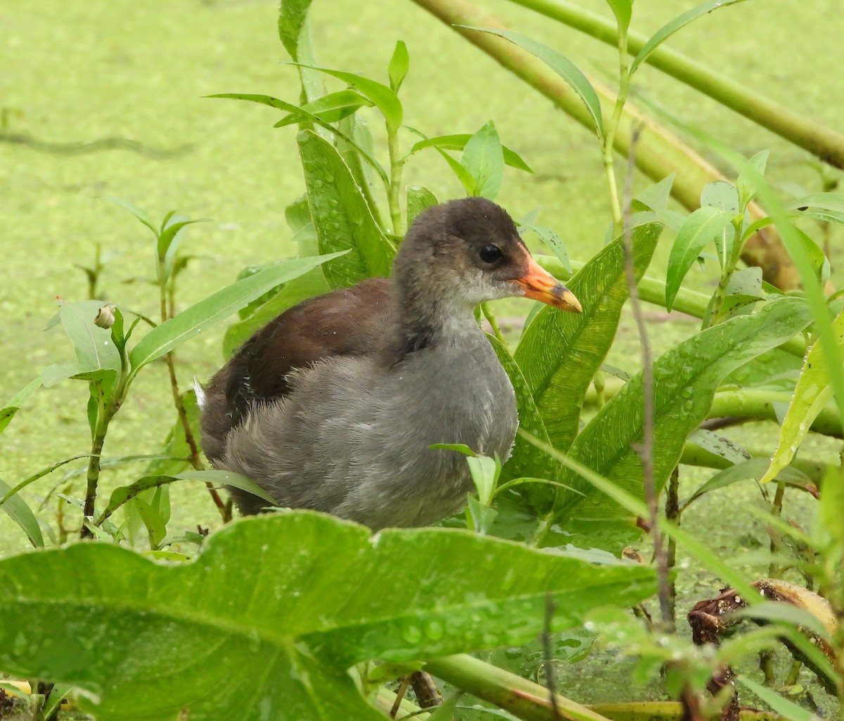 Common Gallinule - ML638589410