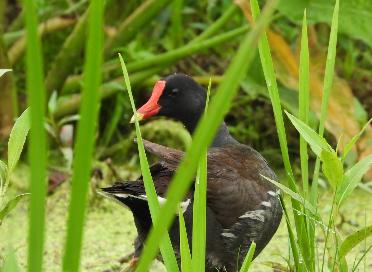 Common Gallinule - ML638589411