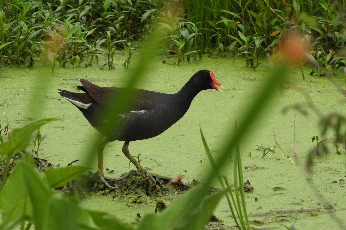 Common Gallinule - ML638589412