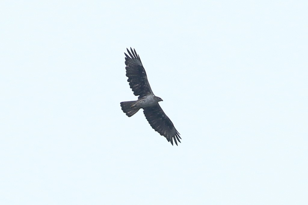 Bonelli's Eagle - ML638589413