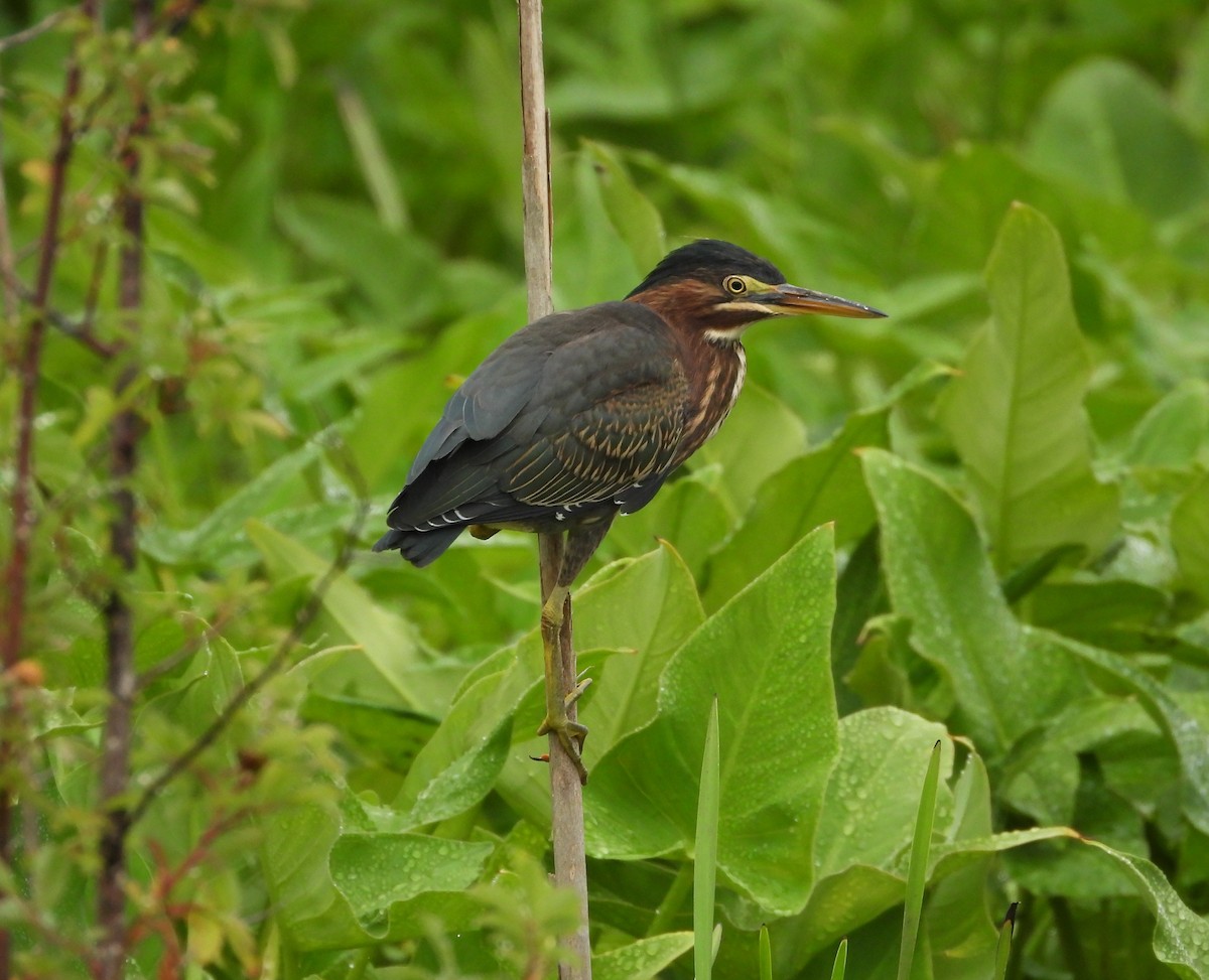 Green Heron - ML638589414