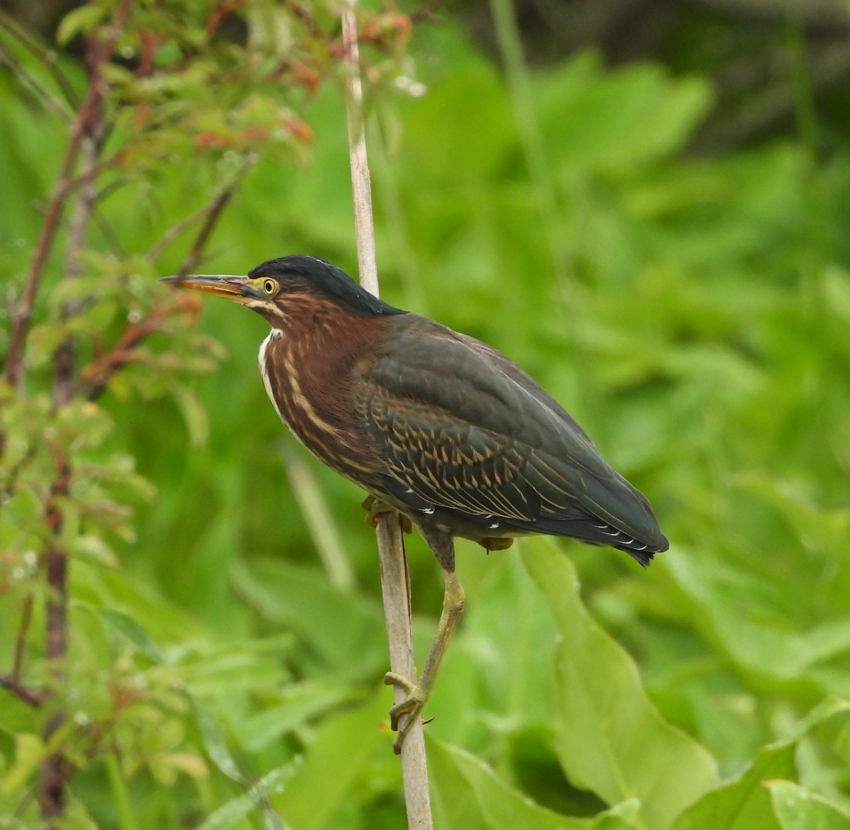 Green Heron - ML638589415