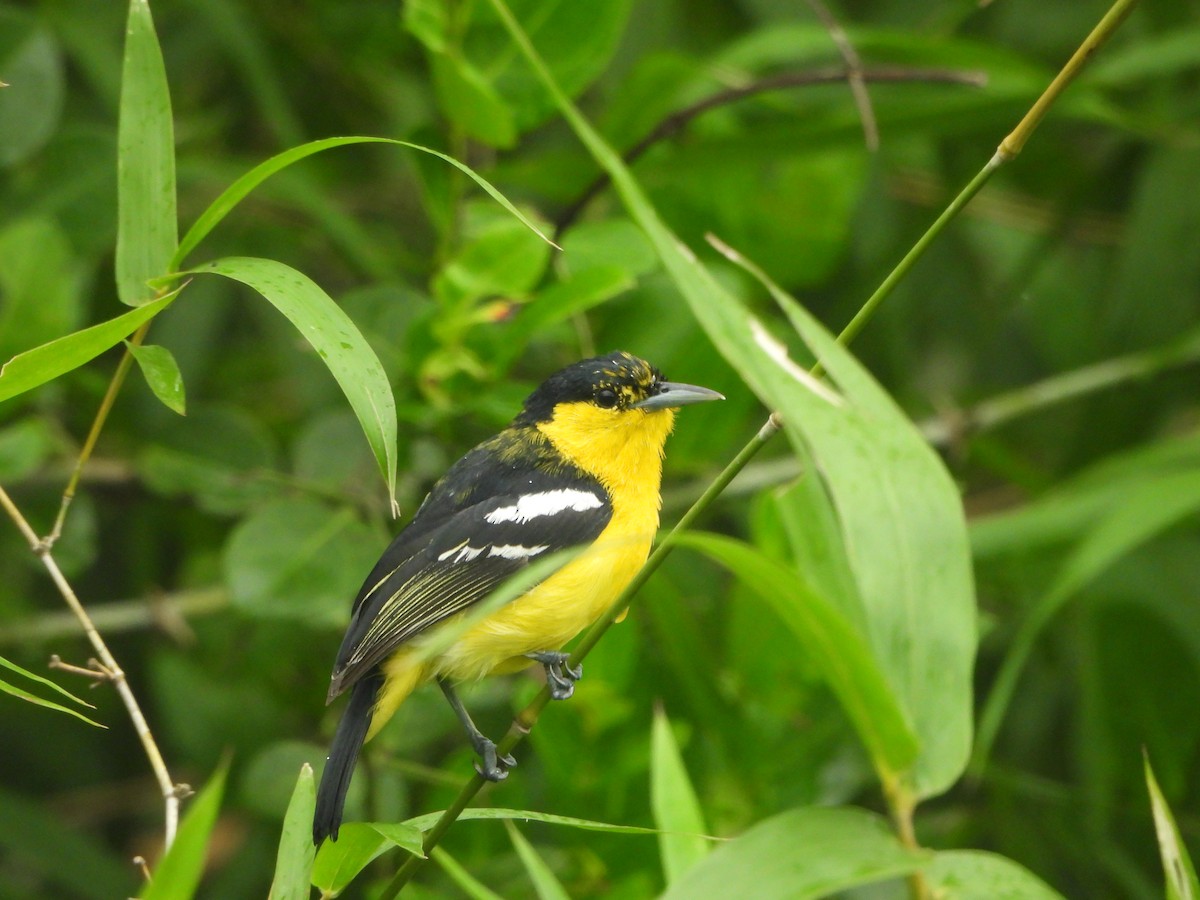 Common Iora - ML638589416