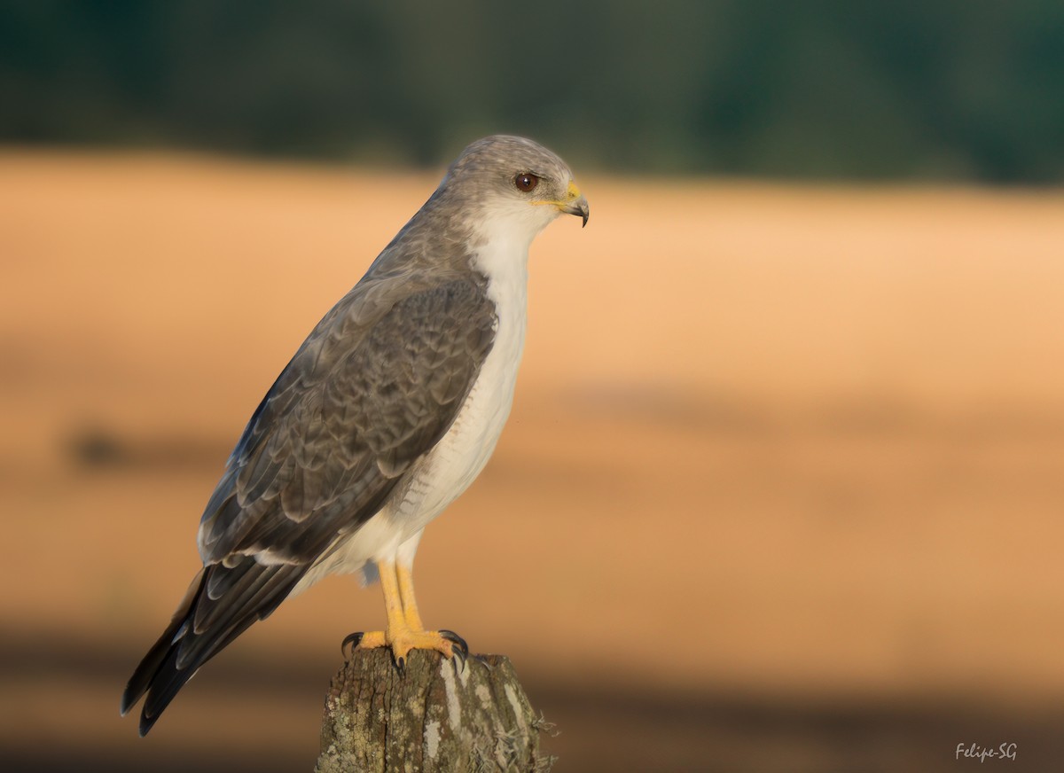 Variable Hawk - ML638589417