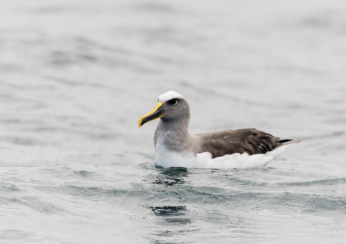 Buller's Albatross - ML638589419