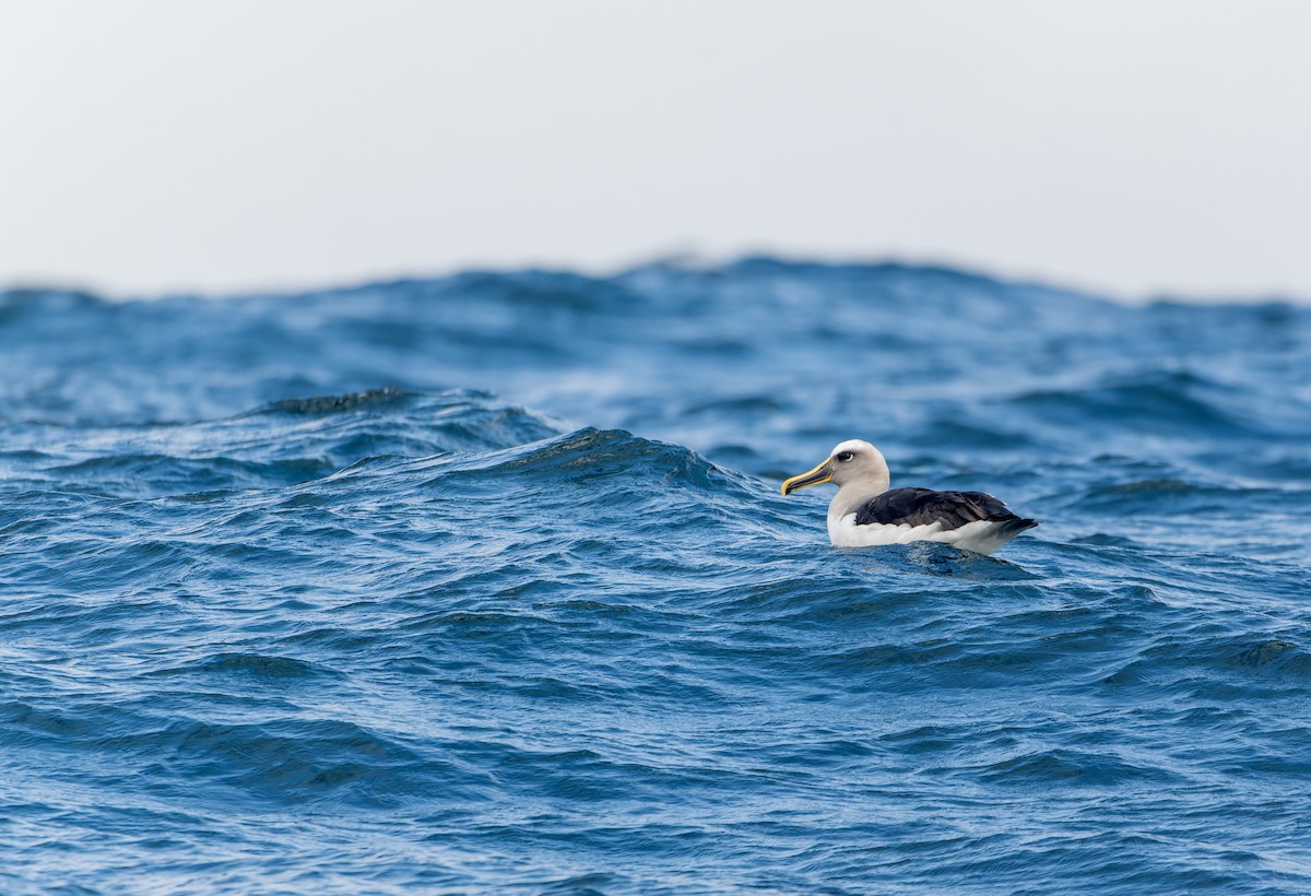 Buller's Albatross - ML638589420