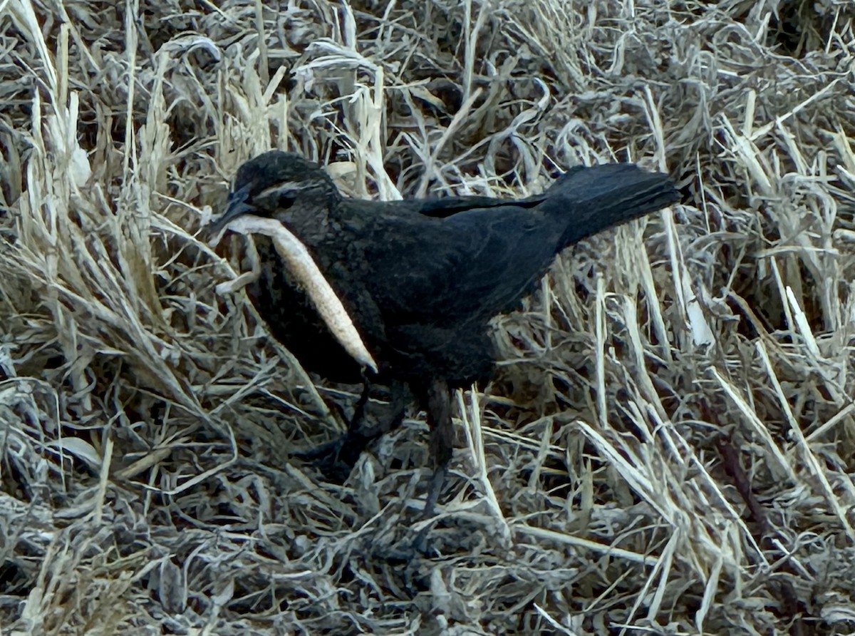 European Starling - ML638589423