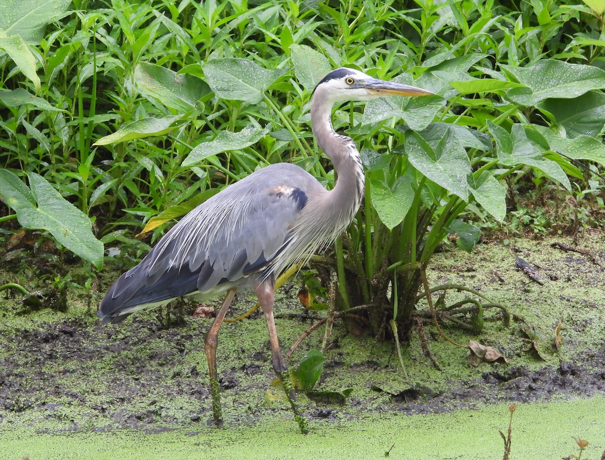 Great Blue Heron - ML638589426