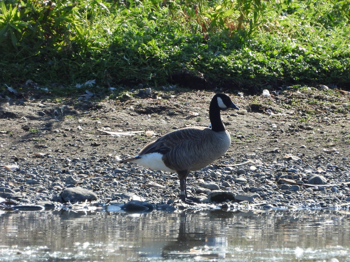 Canada Goose - ML638589428