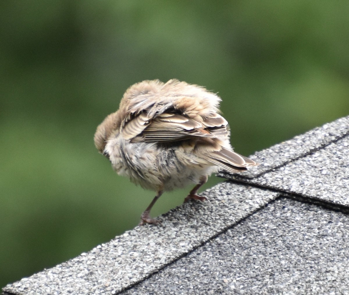 House Finch - ML638589430