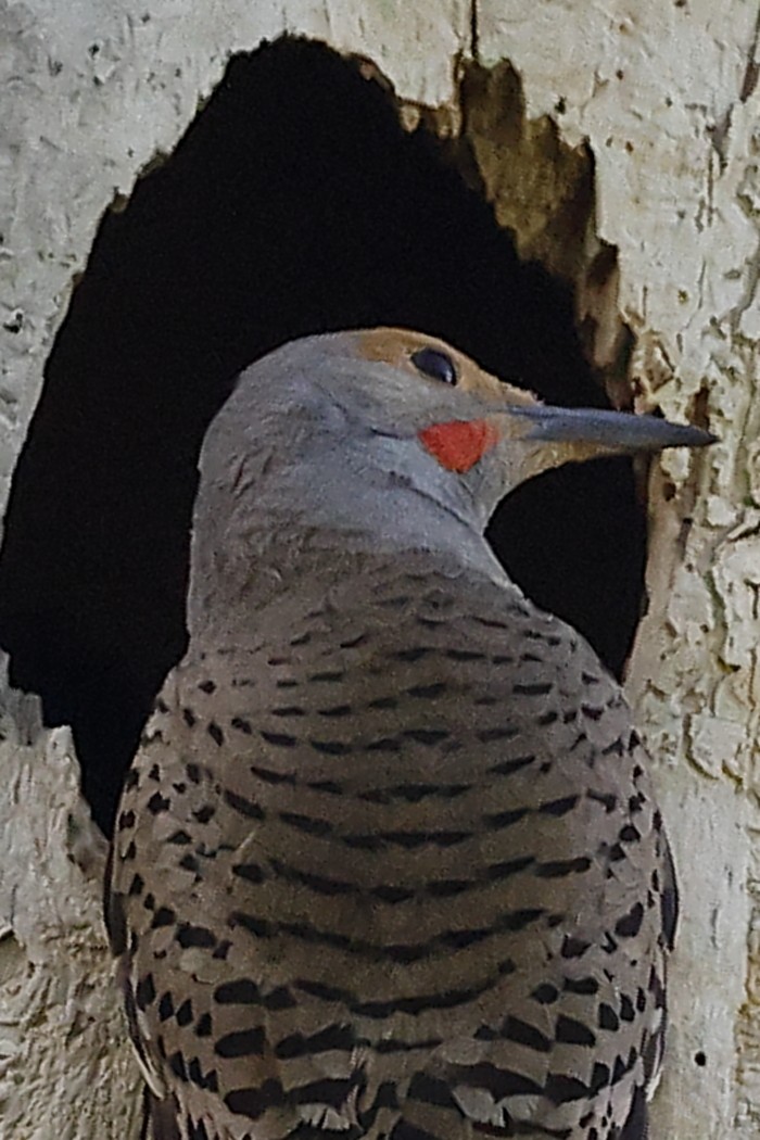 Northern Flicker (Red-shafted) - ML638589431