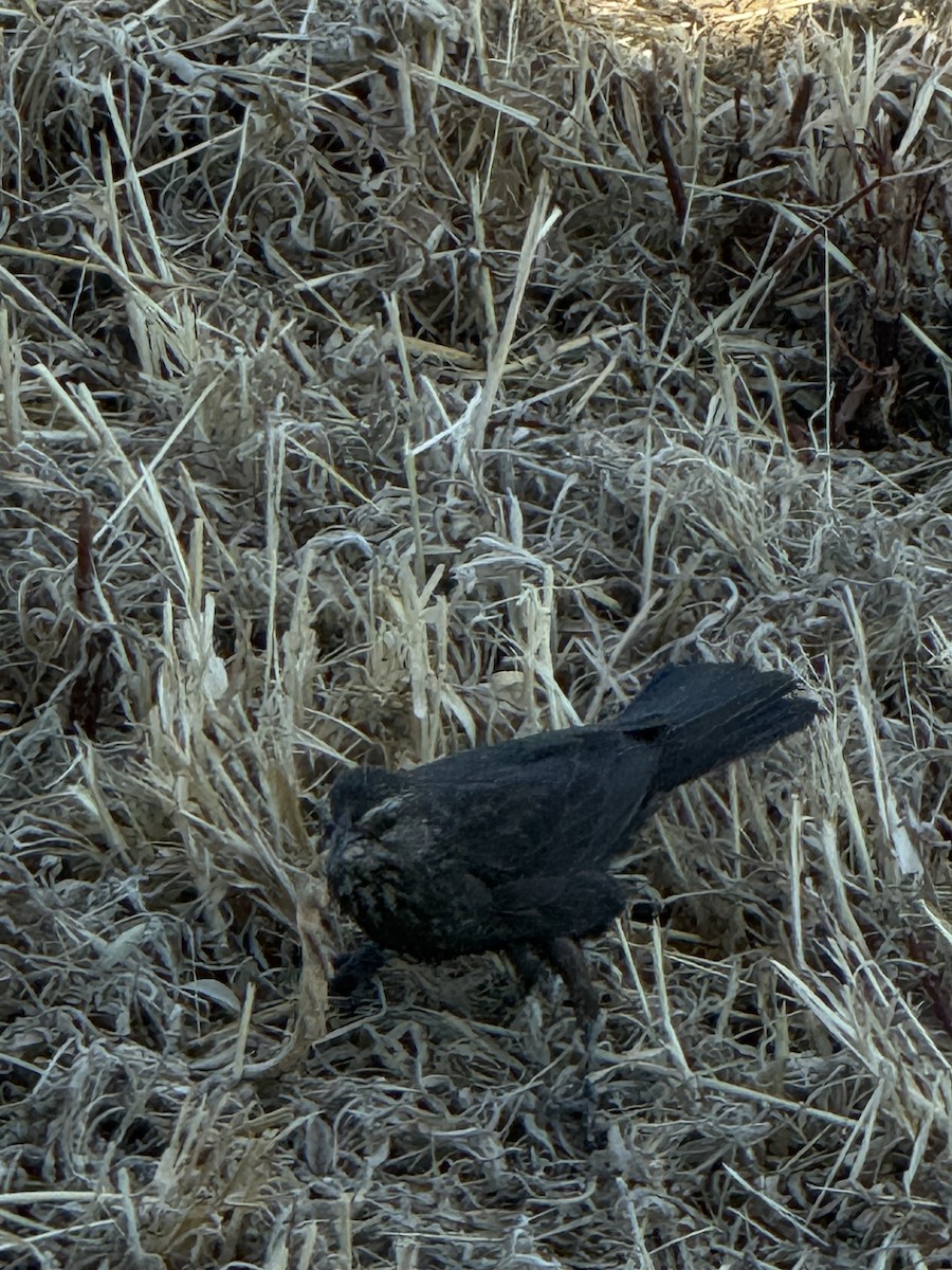 European Starling - ML638589432