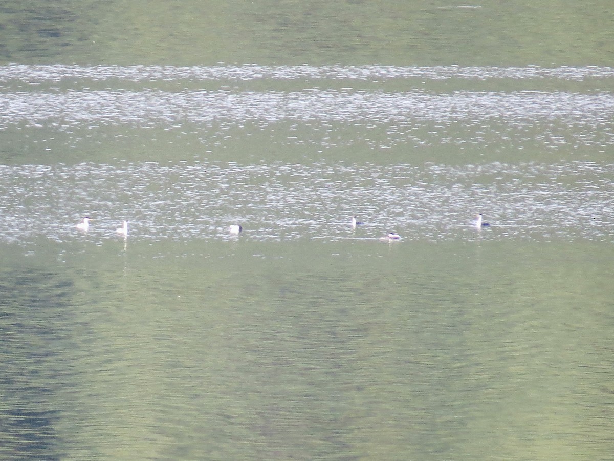Western Grebe - ML638589433