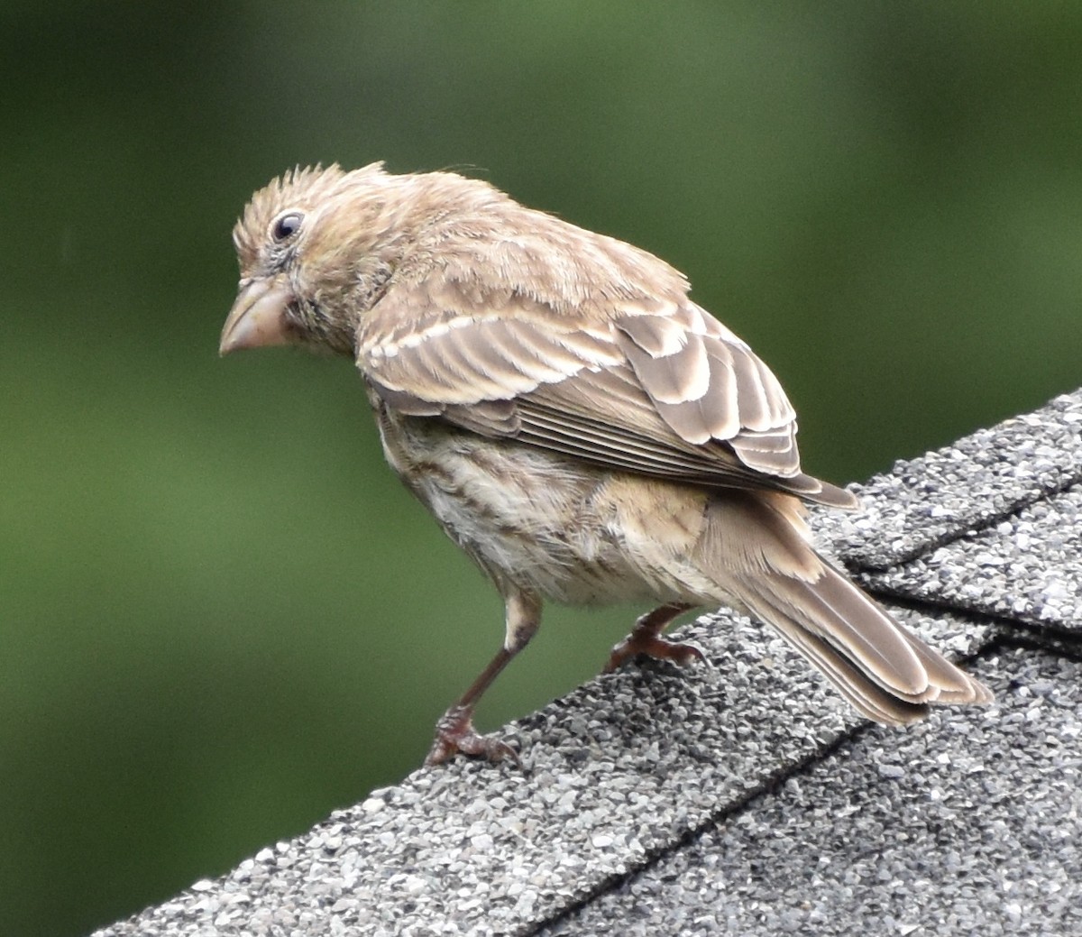House Finch - ML638589434