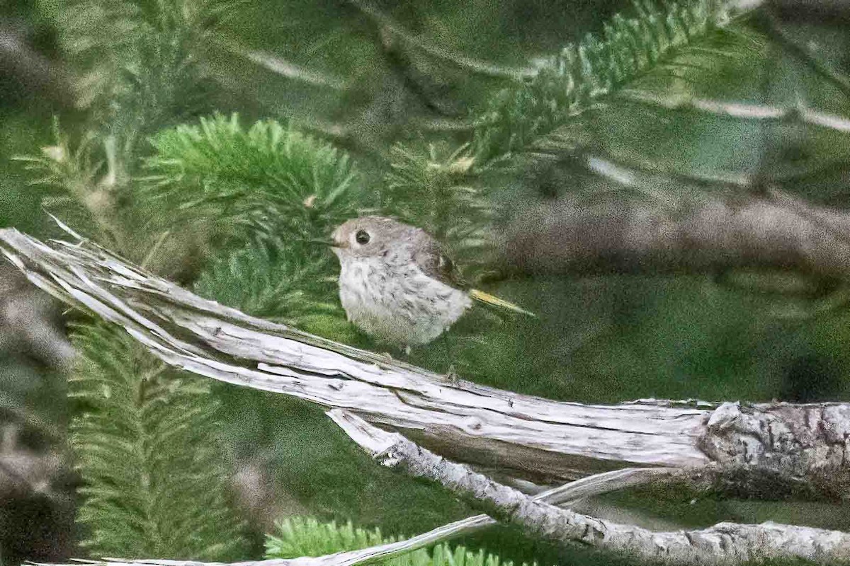 Ruby-crowned Kinglet - ML638589435