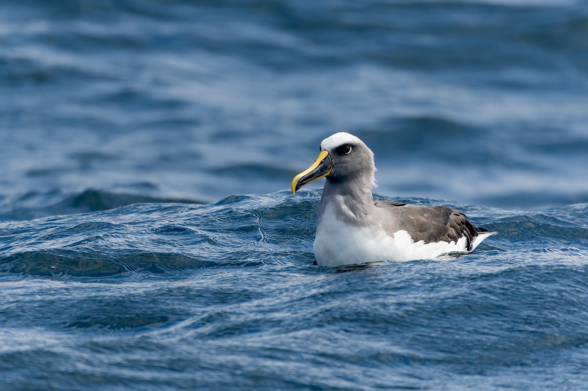 Buller's Albatross - ML638589437