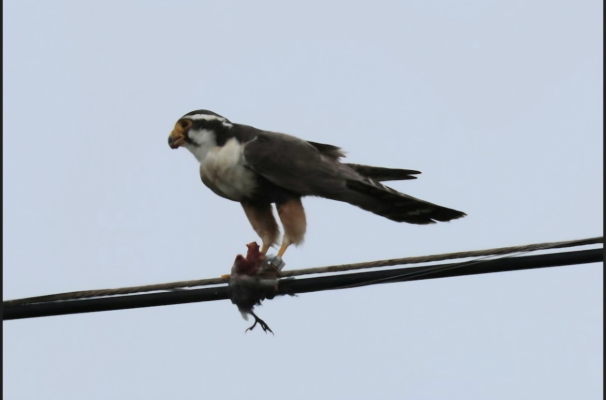 Aplomado Falcon - ML638589438