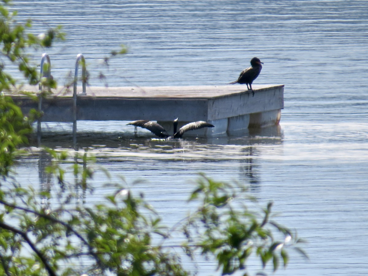 Double-crested Cormorant - ML638589439