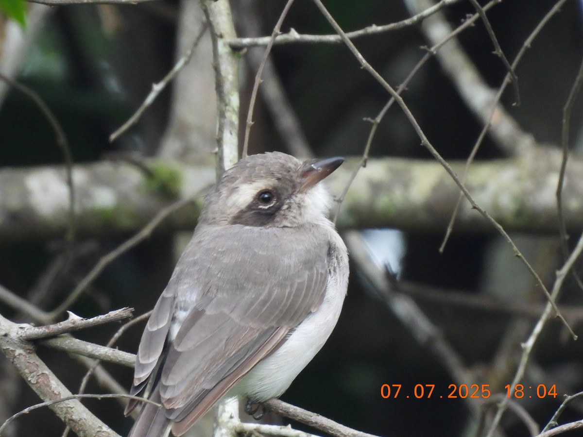 Common Woodshrike - ML638589441