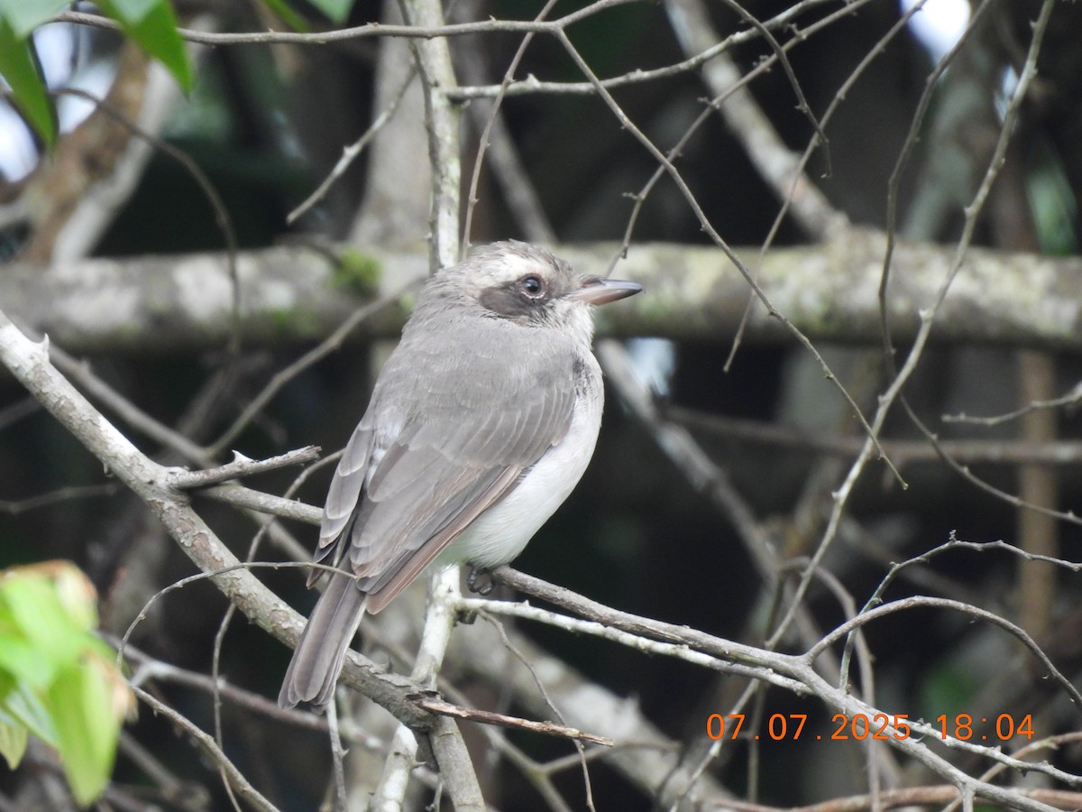 Common Woodshrike - ML638589450