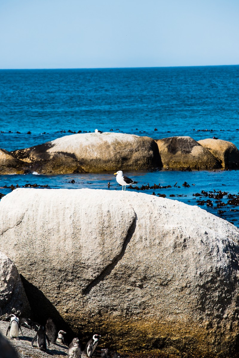 Gaviota Cocinera - ML638589460