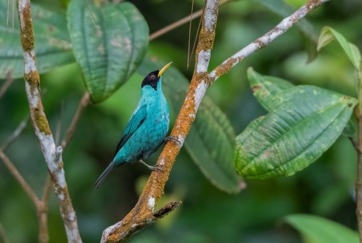 Green Honeycreeper - ML638589463