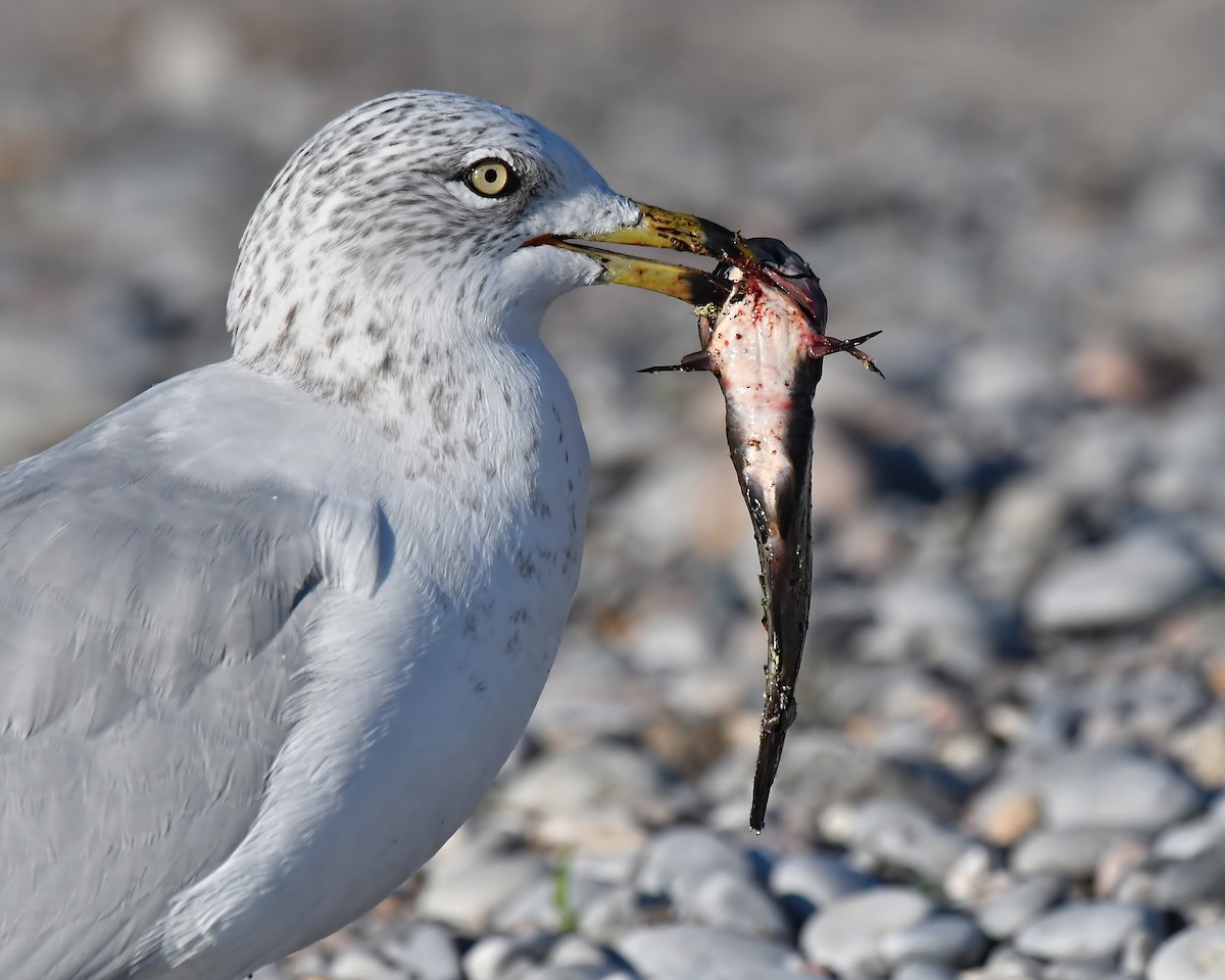 Gaviota de Delaware - ML638589465