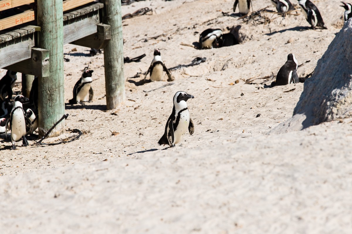 Pingüino de El Cabo - ML638589468