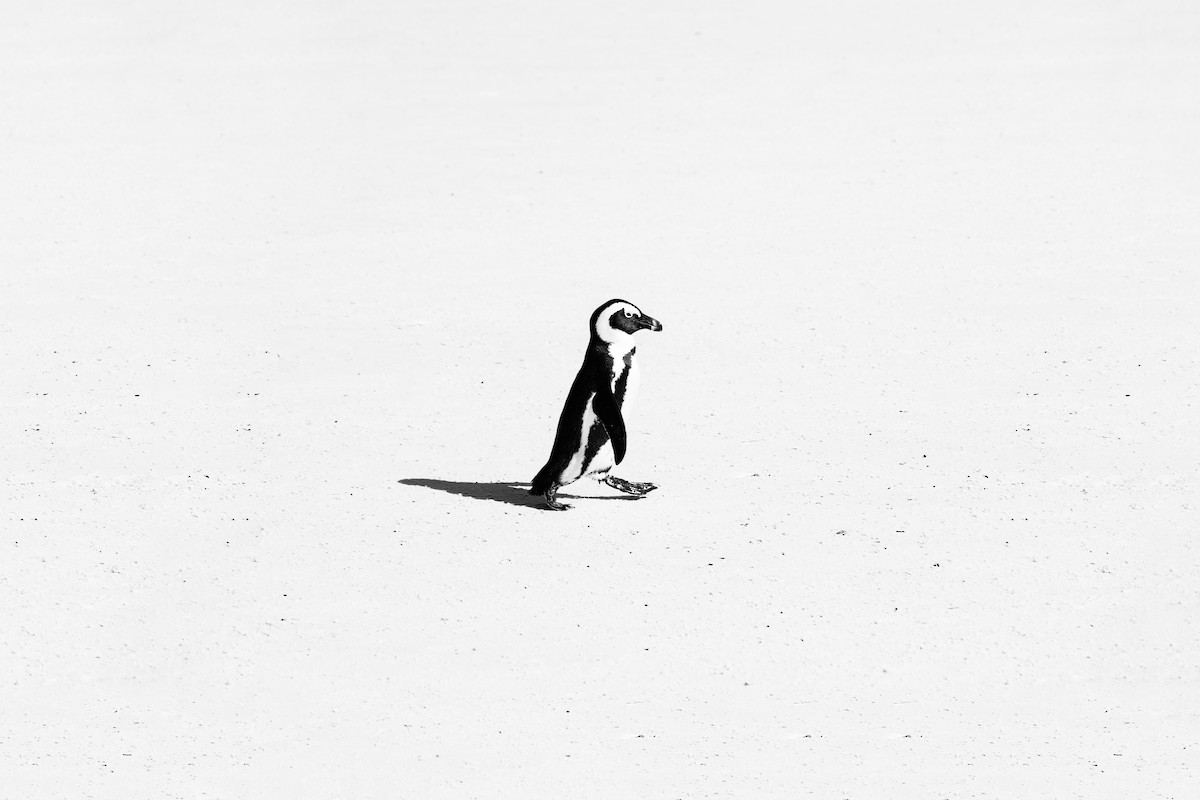Pingüino de El Cabo - ML638589469