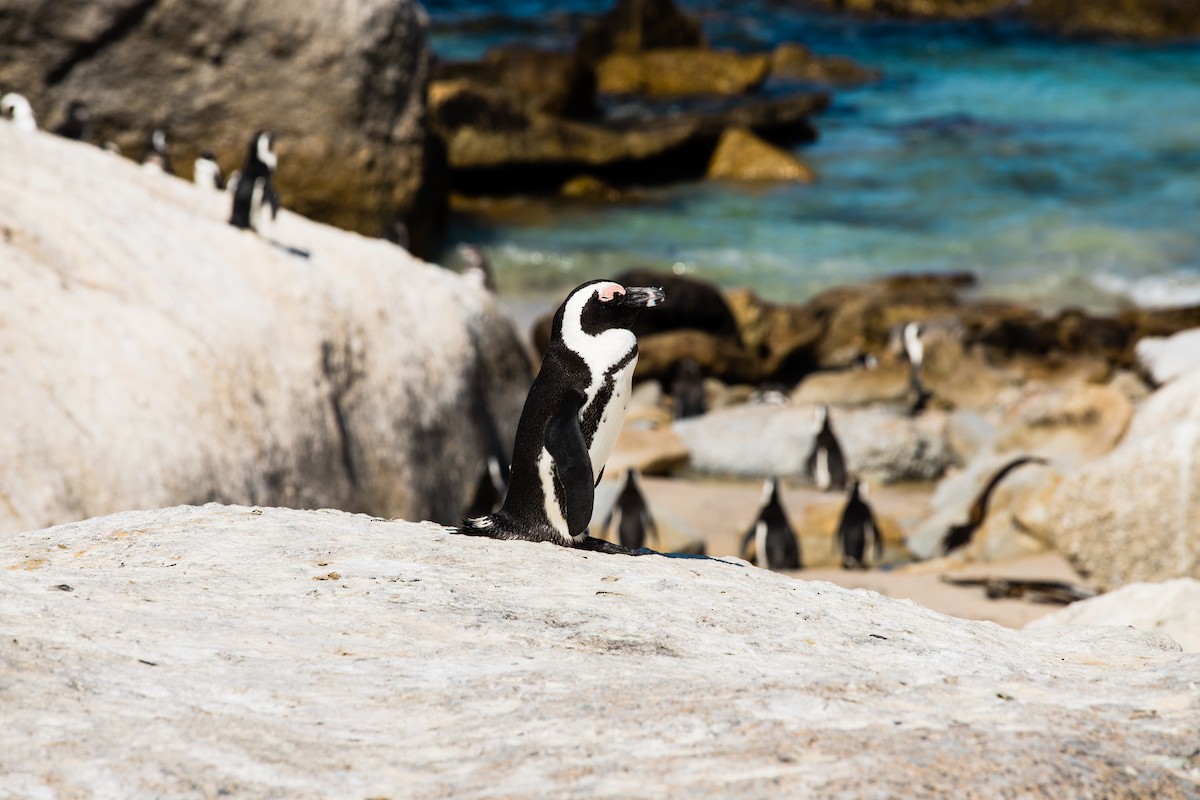 Pingüino de El Cabo - ML638589470