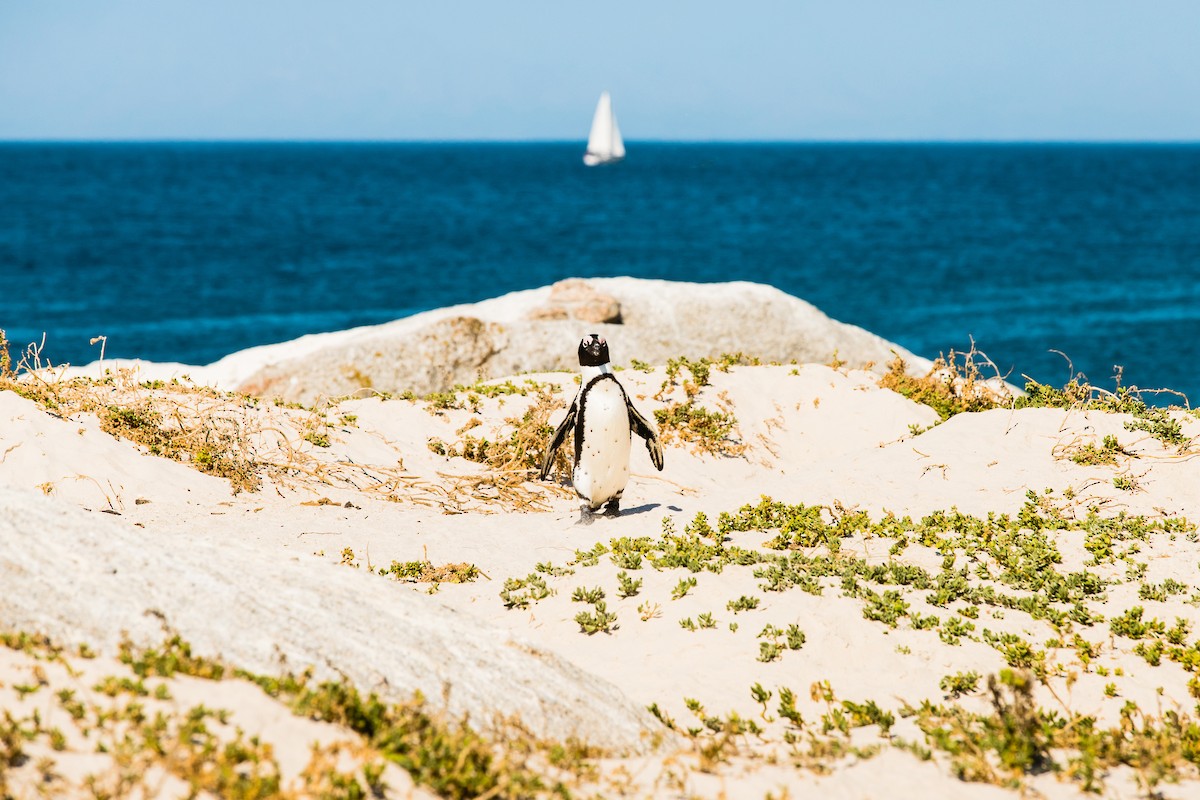 Pingüino de El Cabo - ML638589471