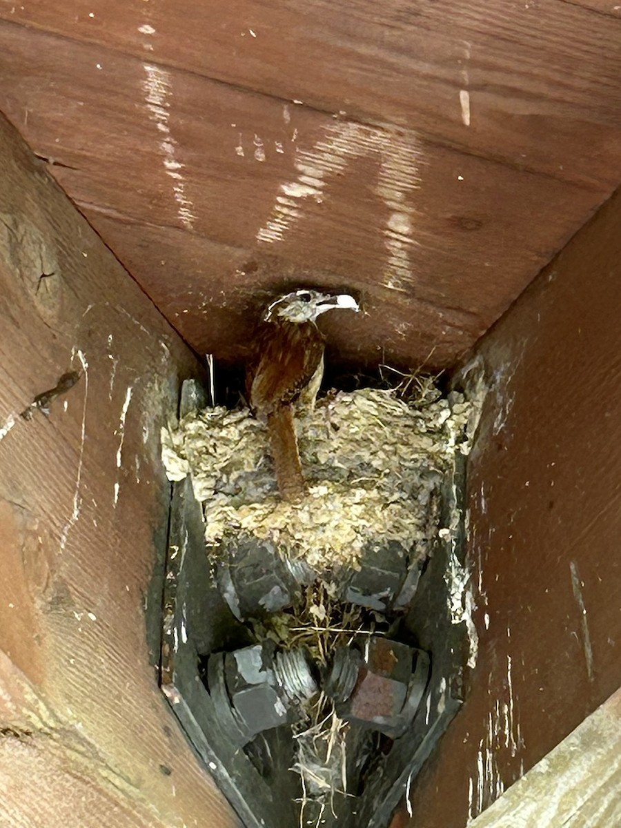 Carolina Wren - ML638589520