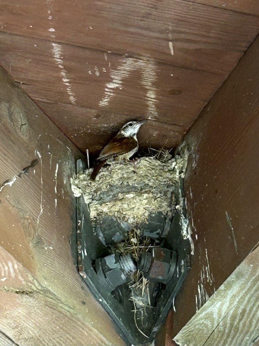 Carolina Wren - ML638589521