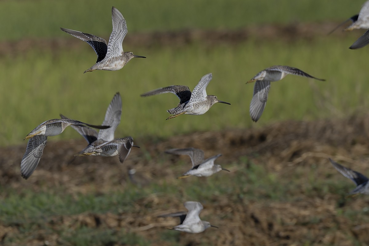 Long-billed Dowitcher - ML638589590