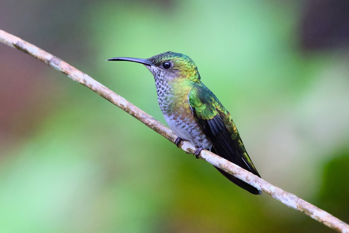 White-necked Jacobin - ML638589599