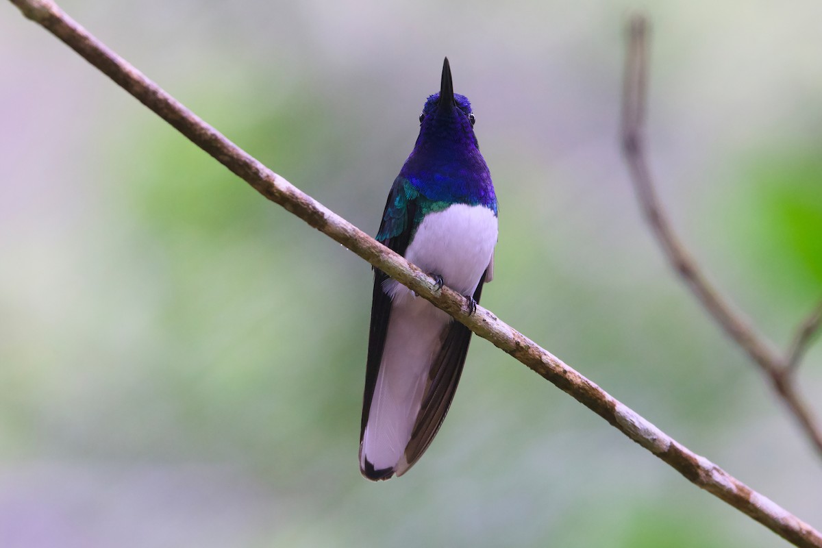 White-necked Jacobin - ML638589600