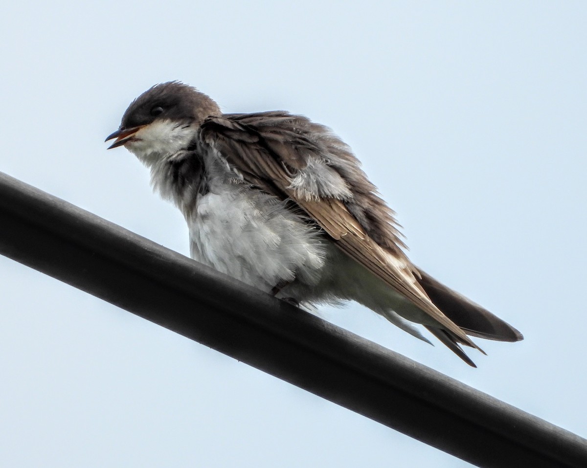 Bank Swallow - ML638589615