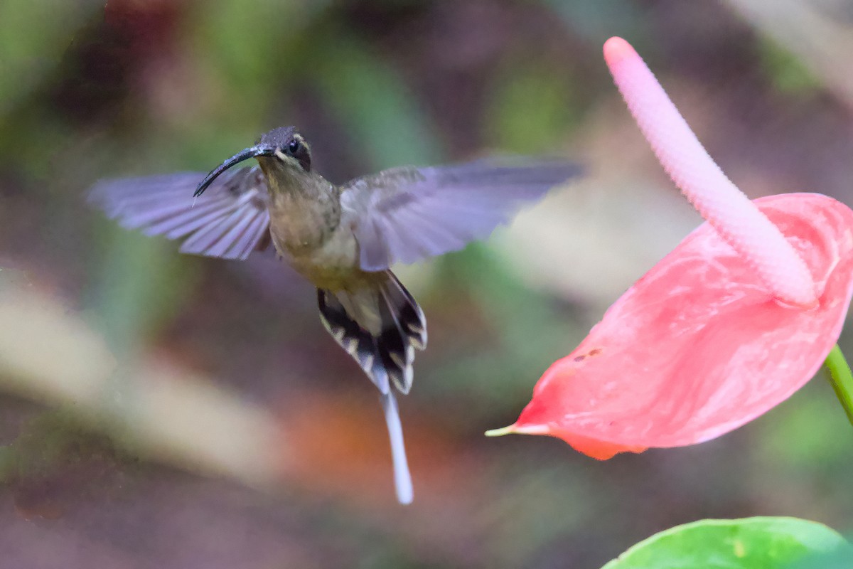 Great-billed Hermit - ML638589621