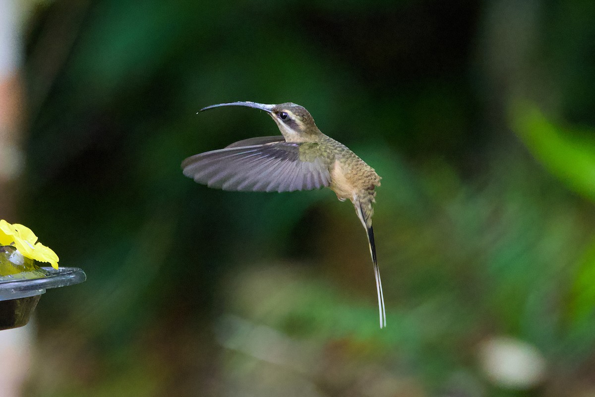 Great-billed Hermit - ML638589622